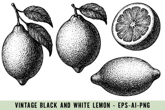 Download Vintage Lemon Illustrations - Illustration Collection