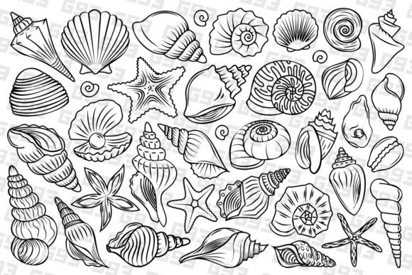 Download Line Art Seashell Illustrations - Illustration Collection